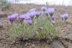 Erigeron poliospermus