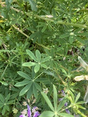 Lupinus