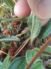 Tuberaria globulariifolia