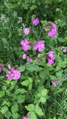 Silene dioica