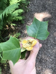 Liriodendron × sinoamericanum