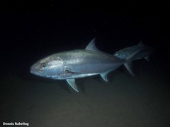 Greater Amberjack