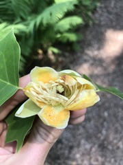Liriodendron × sinoamericanum