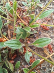 Tuberaria globulariifolia
