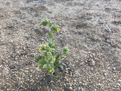 Amsinckia tessellata