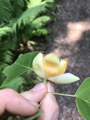 Liriodendron × sinoamericanum