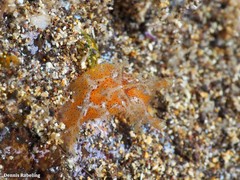 Plocamopherus maderae