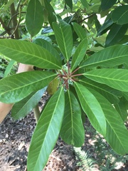 Daphniphyllum macropodum
