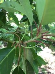 Daphniphyllum macropodum
