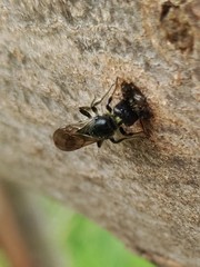 Chelostoma florisomne