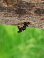 Chelostoma florisomne