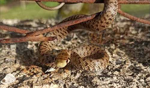 Photo of a Italian Aesculapian Snake (Zamenis lineatus)