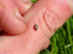 Anisosticta bitriangularis