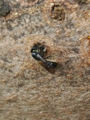 Chelostoma florisomne