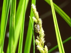Anisosticta bitriangularis