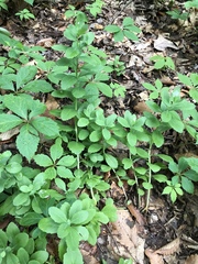 Hylotelephium telephium