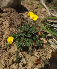 Lotus tetraphyllus