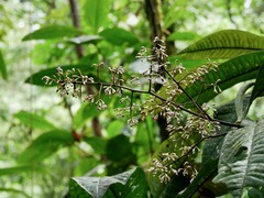Myrsinoideae