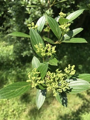 Cornus quinquenervis