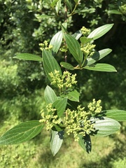 Cornus quinquenervis