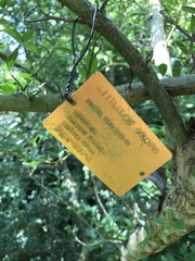 Cornus quinquenervis