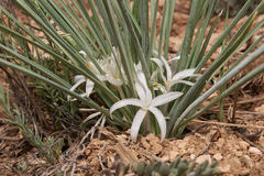 Leucocrinum montanum