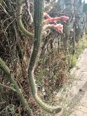 Nyctocereus serpentinus