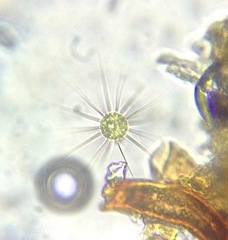 Golenkinia