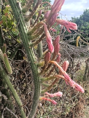 Nyctocereus serpentinus