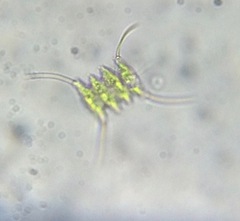 Scenedesmaceae
