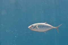 Craterognathus plagiotaenia