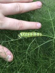 Papilio polyxenes