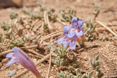 Penstemon caespitosus