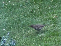 Turdus philomelos