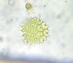 Pseudopediastrum boryanum