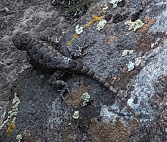 Sceloporus occidentalis