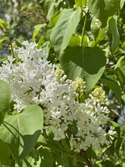 Syringa
