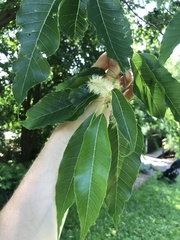 Castanea henryi