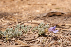 Penstemon caespitosus