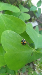 Harmonia axyridis