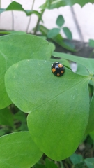 Harmonia axyridis