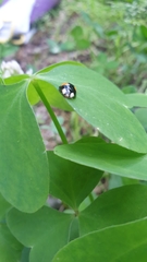 Harmonia axyridis