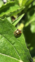 Deloyala guttata
