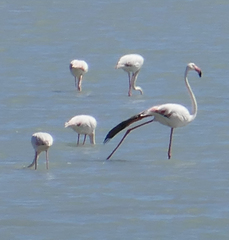Phoenicopterus roseus