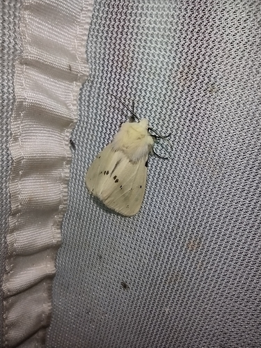 Spriadač bazový (Spilosoma lutea)