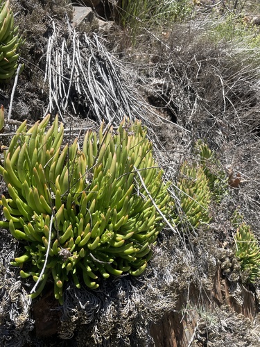 Dudleya viscida