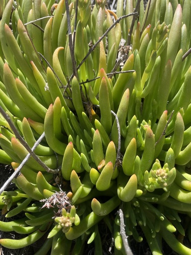 Dudleya viscida