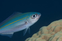 Pterocaesio digramma