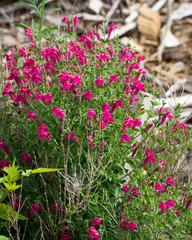 Scutellaria suffrutescens