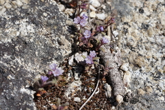 Phacelia quickii